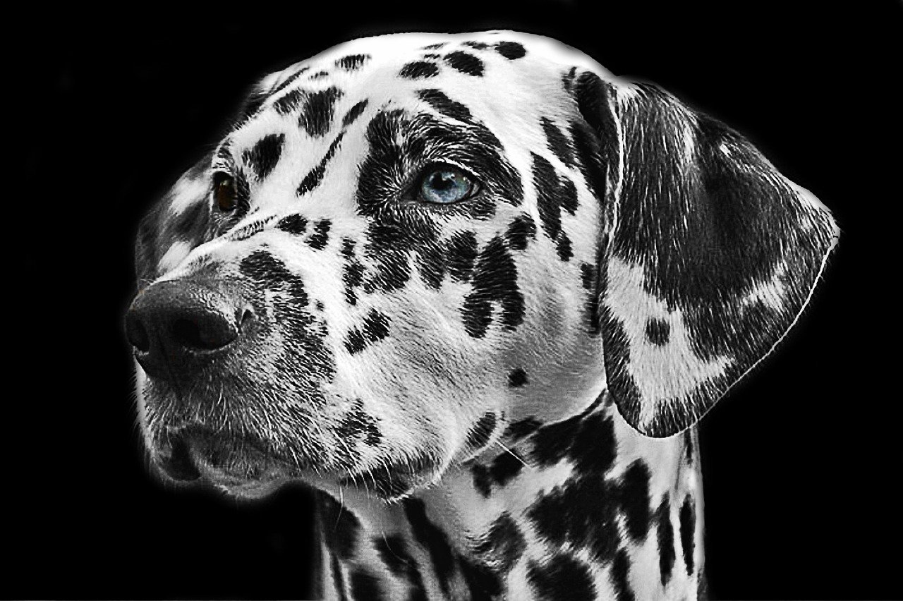 Dalmatians 765138 1280